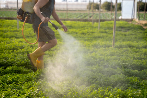 Best Exterminator Services  in Csar Chvez, TX