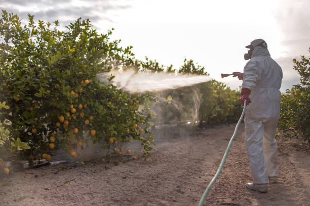 Best Rodent Control Near Me  in Csar Chvez, TX