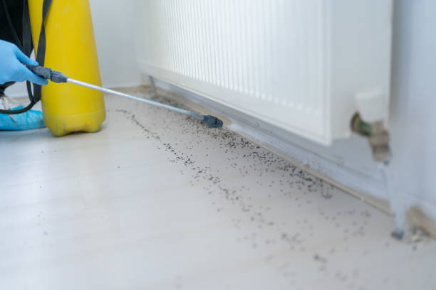 Best Flea Control Services  in Csar Chvez, TX